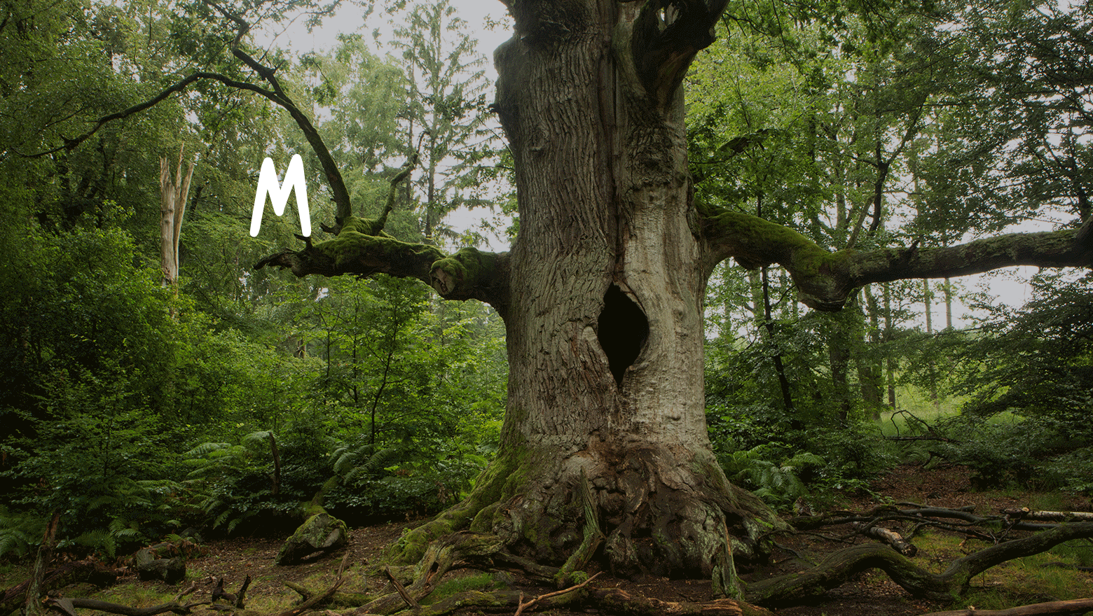 urwald_Website_Typo_1560x880_GIF